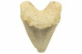 Bargain, Serrated, Indonesian Megalodon Tooth - Restored Root #226263-1